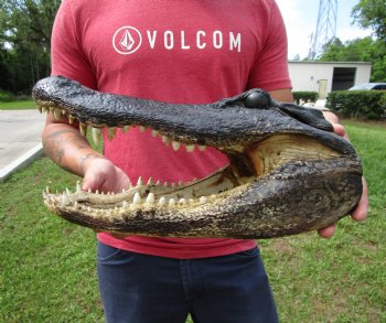13-1/2 inches Taxidermy Alligator Head for $59.99