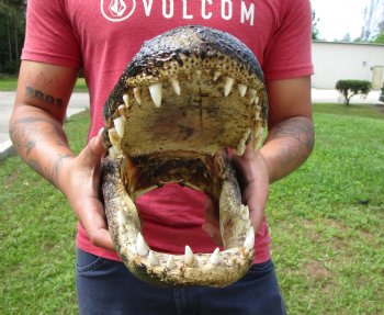 13-1/2 inches Taxidermy Alligator Head for $59.99