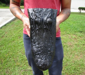 13-1/2 inches Taxidermy Alligator Head for $59.99