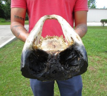 13-1/2 inches Taxidermy Alligator Head for $59.99