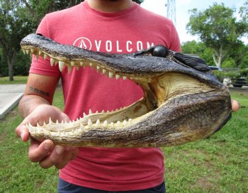 13-3/4 inches Real Alligator Head for $59.99