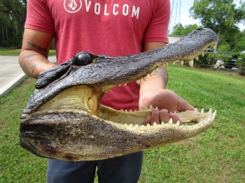 13-3/4 inches Real Alligator Head for $59.99