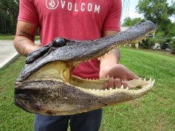 13-3/4 inches Real Alligator Head for $59.99
