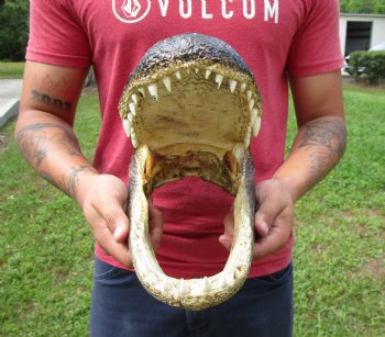 13-3/4 inches Real Alligator Head for $59.99