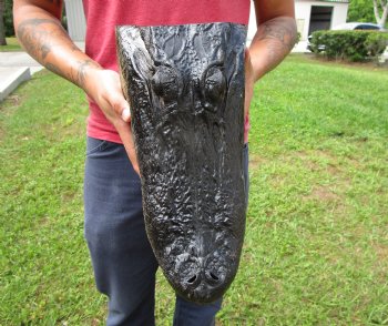 13-3/4 inches Real Alligator Head for $59.99