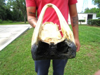 13-3/4 inches Real Alligator Head for $59.99