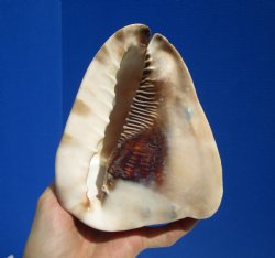 6 by 5 inches King Helmet Shell - Buy this one for $13.99