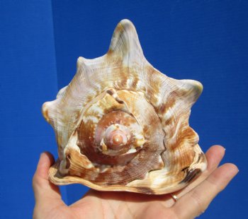 6 by 5 inches King Helmet Shell - Buy this one for $13.99