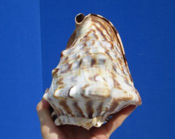6 by 5 inches King Helmet Shell - Buy this one for $13.99
