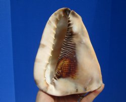 6 by 4-7/8 inches King Helmet Shell - Buy this one for $13.99