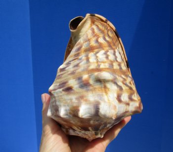 6 by 4-7/8 inches King Helmet Shell - Buy this one for $13.99