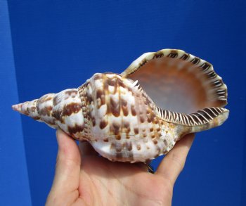 7-1/4 inches Atlantic Triton's Trumpet Shell - Buy this one for $23.99