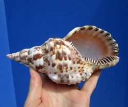 7-1/4 inches Atlantic Triton's Trumpet Shell - Buy this one for $23.99