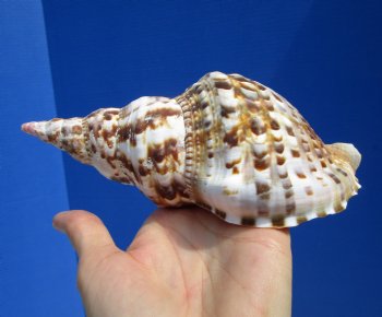 7-1/4 inches Atlantic Triton's Trumpet Shell - Buy this one for $23.99