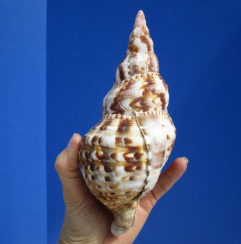 7-1/4 inches Atlantic Triton's Trumpet Shell - Buy this one for $23.99