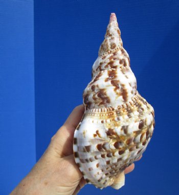 7-1/4 inches Atlantic Triton's Trumpet Shell - Buy this one for $23.99