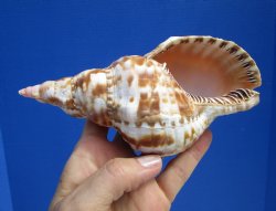 6-3/4 inches Atlantic Triton's Trumpet Shell - Buy this one for $19.99