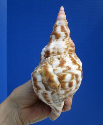 6-3/4 inches Atlantic Triton's Trumpet Shell - Buy this one for $19.99