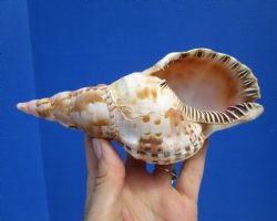 6-3/4 inches Atlantic Triton's Trumpet Shell - Buy this one for $19.99