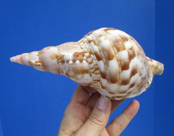 6-3/4 inches Atlantic Triton's Trumpet Shell - Buy this one for $19.99