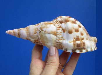 6-3/4 inches Atlantic Triton's Trumpet Shell - Buy this one for $19.99
