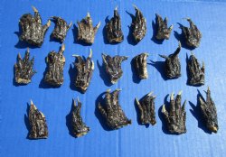 1-1/2 to 2-1/2 inches Small Alligator Feet for Crafts - Buy these 20 for $1.30 each