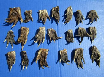 1-1/2 to 2-1/2 inches Small Alligator Feet for Crafts - Buy these 20 for $1.30 each