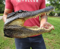 14-3/4 inches Large Taxidermy Alligator Head for Sale for $64.99