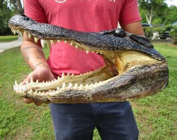 14-3/4 inches Large Taxidermy Alligator Head for Sale for $64.99