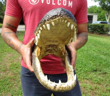 14-3/4 inches Large Taxidermy Alligator Head for Sale for $64.99