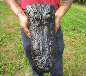 14-3/4 inches Large Taxidermy Alligator Head for Sale for $64.99