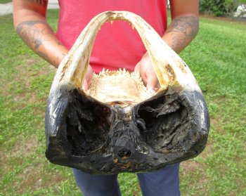 14-3/4 inches Large Taxidermy Alligator Head for Sale for $64.99