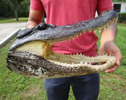 15 inches Large Taxidermy Alligator Head for Sale for $79.99