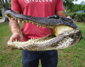 15 inches Large Taxidermy Alligator Head for Sale for $79.99