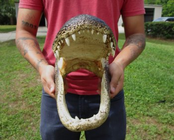 15 inches Large Taxidermy Alligator Head for Sale for $79.99