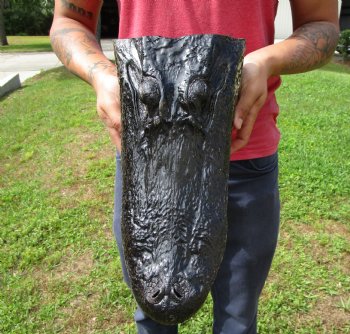 15 inches Large Taxidermy Alligator Head for Sale for $79.99