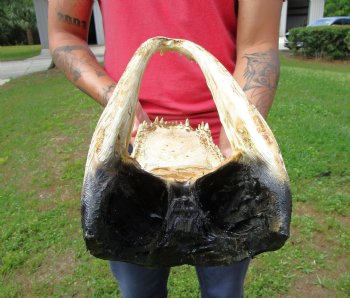 15 inches Large Taxidermy Alligator Head for Sale for $79.99