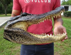 14-1/2 inches Large Taxidermy Alligator Head for Sale for $64.99
