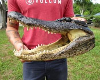14-1/2 inches Large Taxidermy Alligator Head for Sale for $64.99
