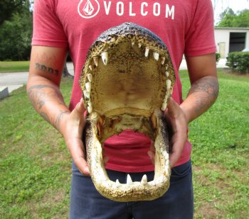 14-1/2 inches Large Taxidermy Alligator Head for Sale for $64.99