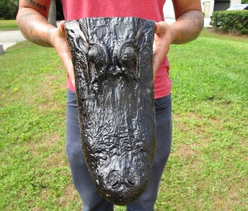 14-1/2 inches Large Taxidermy Alligator Head for Sale for $64.99