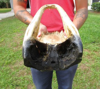 14-1/2 inches Large Taxidermy Alligator Head for Sale for $64.99