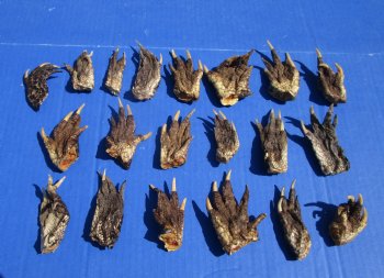 2 to 3 inches Small Alligator Feet for Crafts - Buy these 20 for $1.30 each