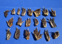 2 to 3 inches Small Alligator Feet for Crafts - Buy these 20 for $1.30 each