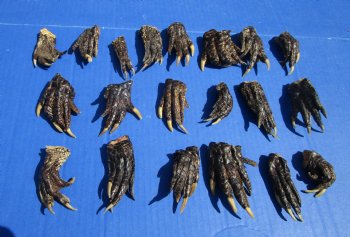 2 to 3 inches Small Alligator Feet for Crafts - Buy these 20 for $1.30 each