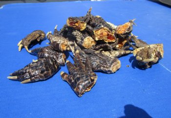 2 to 3 inches Small Alligator Feet for Crafts - Buy these 20 for $1.30 each