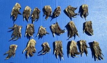 1-1/2 to 2-1/2 inches Small Alligator Feet for Crafts - Buy these 20 for $1.30 each