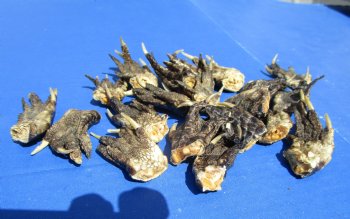 1-1/2 to 2-1/2 inches Small Alligator Feet for Crafts - Buy these 20 for $1.30 each