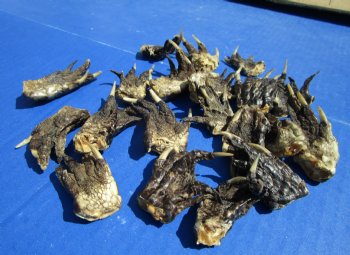 1-1/2 to 2-1/2 inches Small Alligator Feet for Crafts - Buy these 20 for $1.30 each