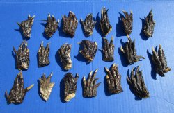 2 to 3 inches Small Alligator Feet for Crafts - Buy these 20 for $1.30 each